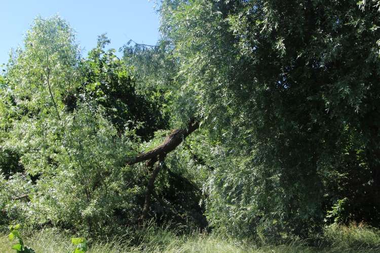 Potężna wierzba nad Babą sypie się