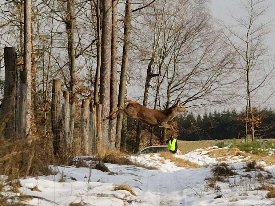 Inwentaryzacja zwierzyny na terenie Nadleśnictwa Lipka