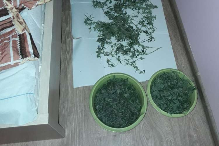 Policjanci zatrzymali kobietę, która uprawiała marihuanę