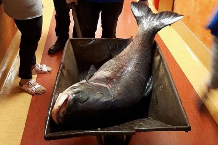 Prawie 40 kg tołpyga złapana na jeziorze Zaleskim