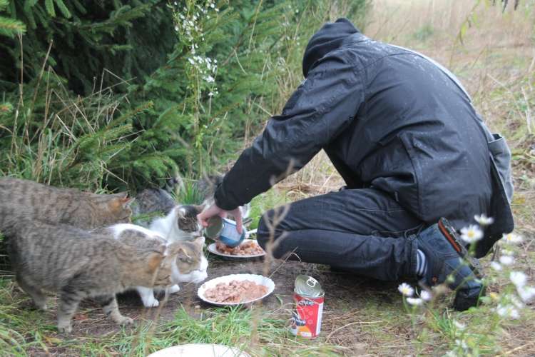Adoptowali kota aż w Berlinie