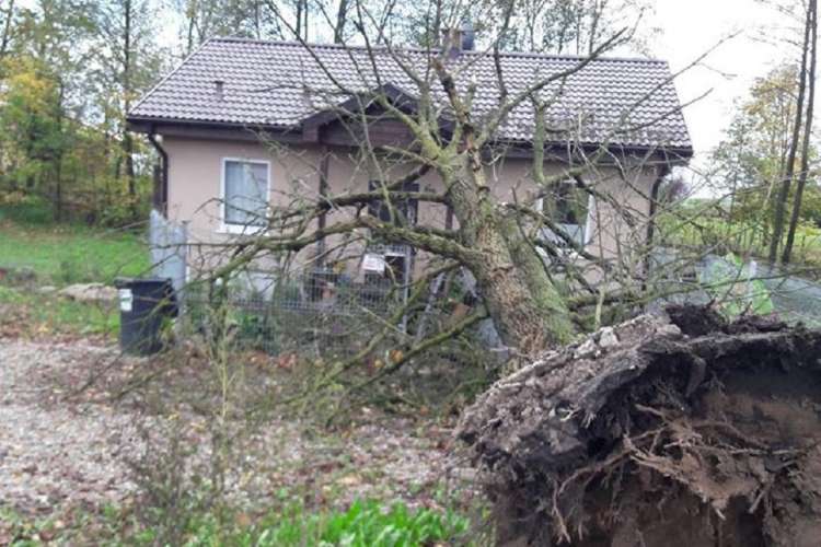 Strażacy usunęli przewrócone drzewo