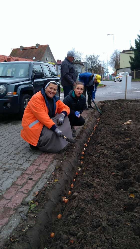 Wolontariusze złotowskiego Hospicjum im. św. Elżbiety posadzili żonkile i tulipany