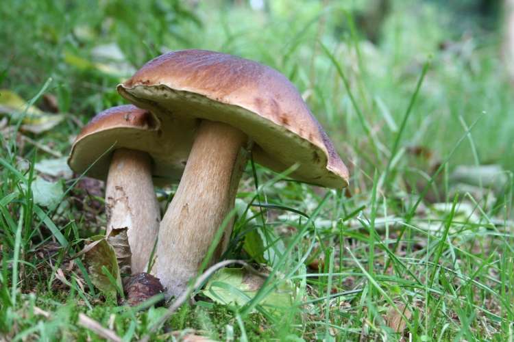 Grzybobranie w Złotowie. Zapisz się jak najszybciej