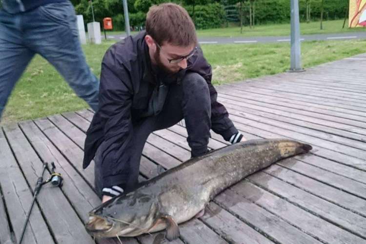 15 kg sum złowiony w Jeziorze Miejskim