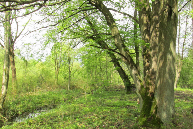 Park w Międzybłociu - znamy wyniki ankiety