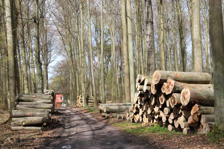 Wycięli około pół tysiąca drzew