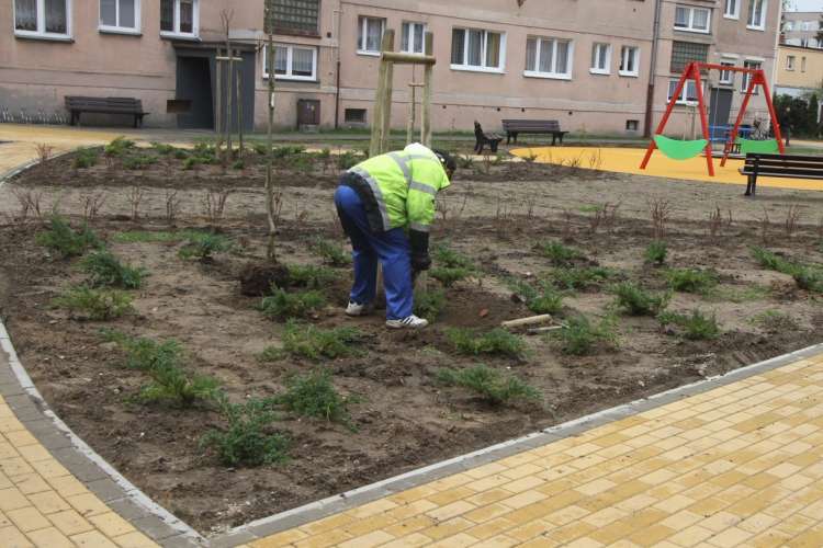 Nieporozumienie podczas sadzenia drzew na placu przy ul.Kopernika