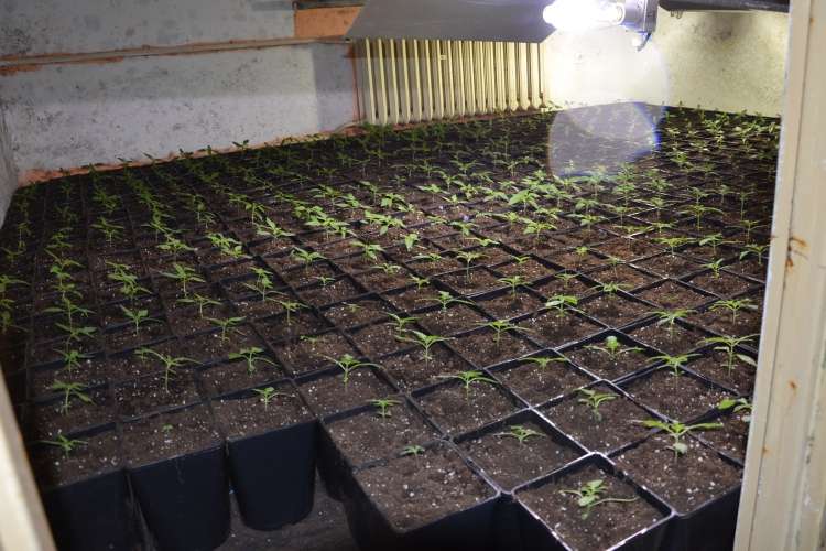 Policjanci zlikwidowali plantację marihuany w Jastrowiu prowadzoną przez złotowianina