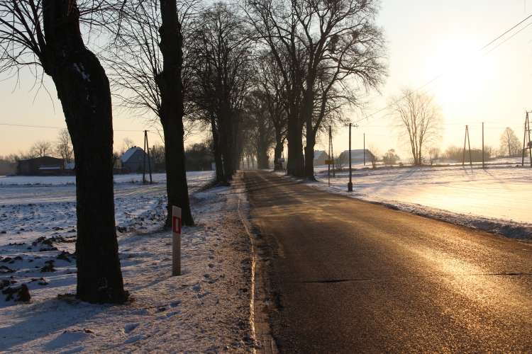 Prośby ekologów odrzucone. Drzewa będą wycięte, ale...
