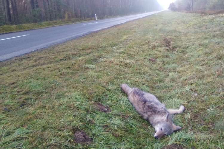 Wilków jest coraz więcej