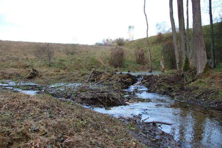 Las pod kontrolą - wiemy, ile jest dzików. Jest jednak problem z bobrami