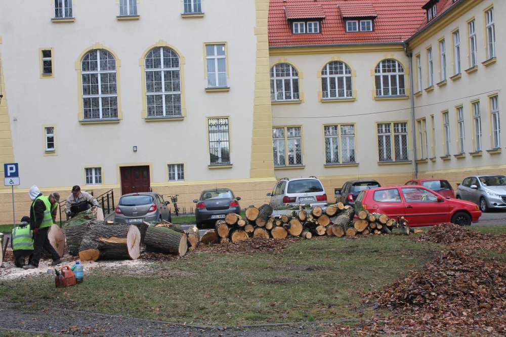Wycinka za starostwem