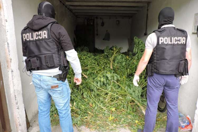 Plantacja konopi zlikwidowana