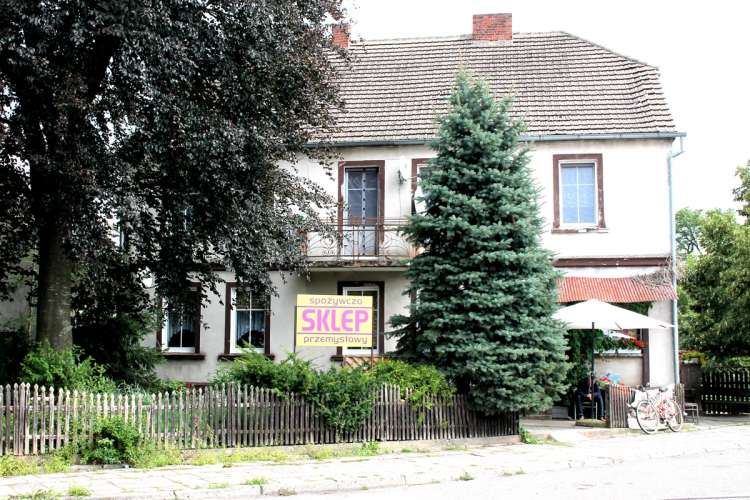 Dino w Sypniewie zbiera plony...