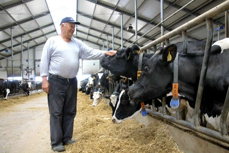 Produkują miliony litrów mleka rocznie