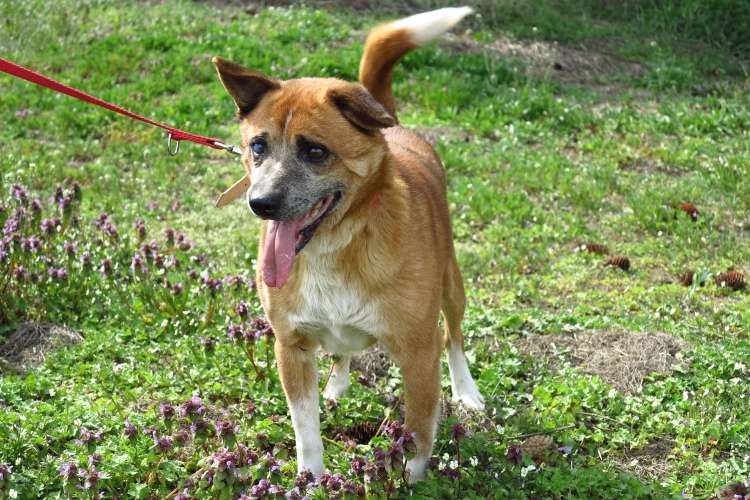 7-letni pies Dukat czeka na adopcję