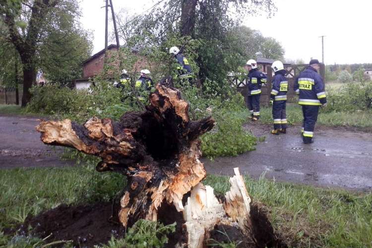 Drzewa na drodze. Trzy interwencje strażaków w ciągu dwóch dni