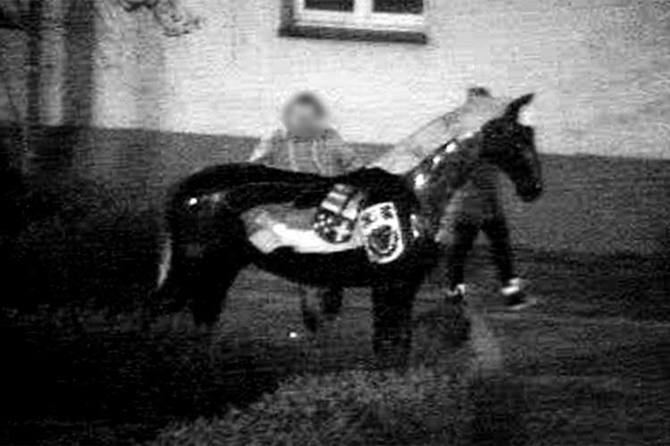 Koń w Jastrowiu został zniszczony