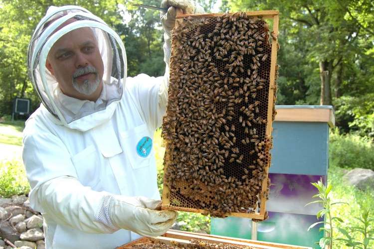 Bez pszczół zginie świat. Doceńmy więc pszczelarzy