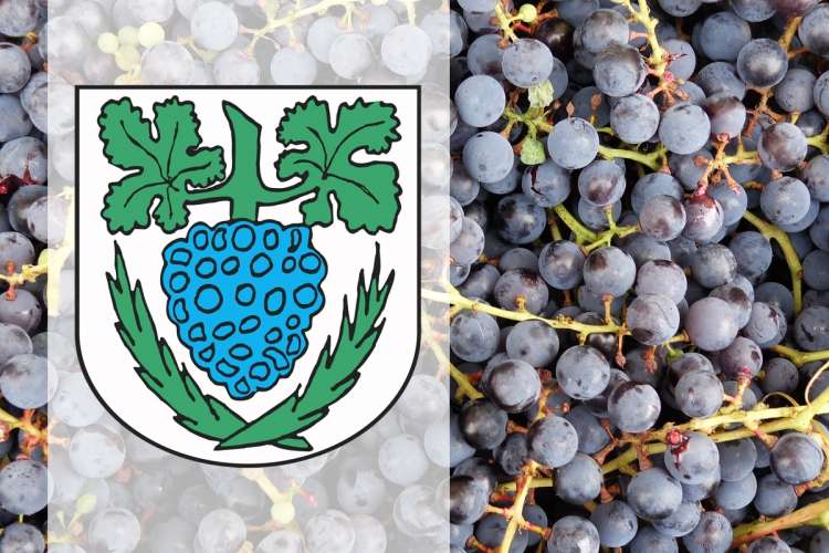 Jastrowie będzie mieć swoją galę - winogronową