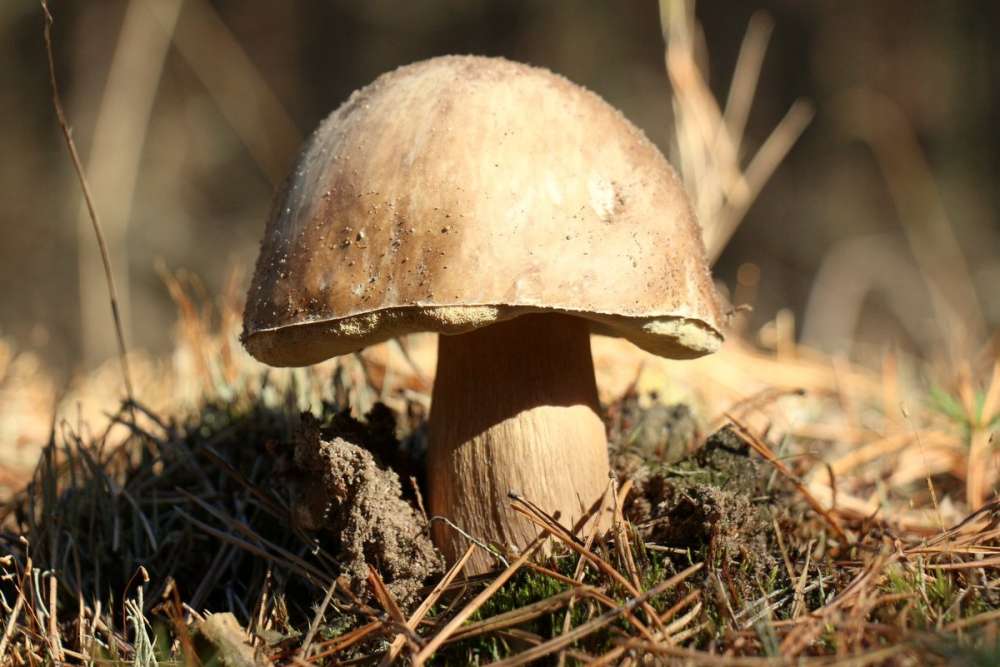 Grzybobranie w Paruszce