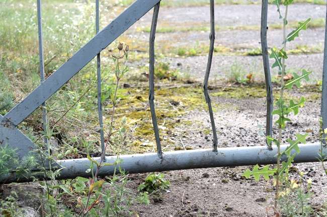 Sarna w płocie - nietypowa akcja straży
