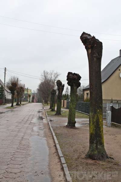 Makabryczne cięcie