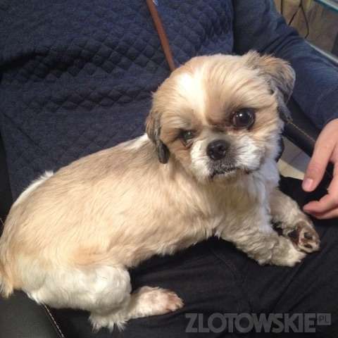 Zaginął piesek rasy Shih tzu