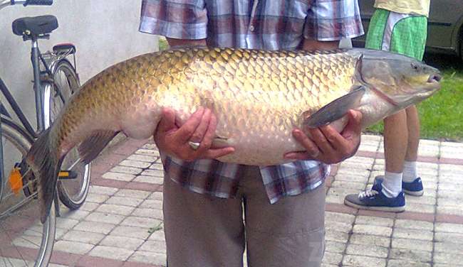 Udany połów