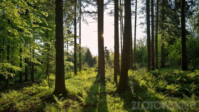 Zadzwonił do mnie i powiedział: postrzeliłem się