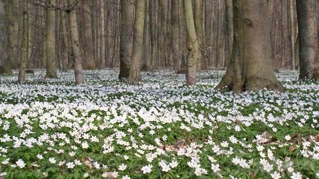 Zagłosuj na Zwierzyniec
