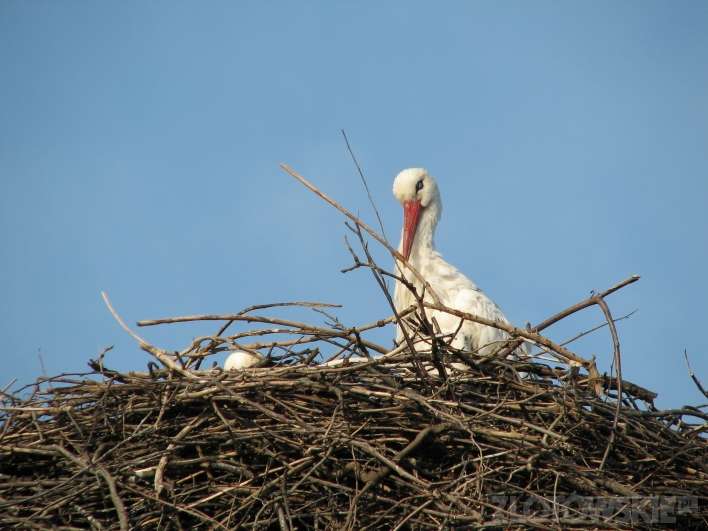 Odnowiona wylęgarnia