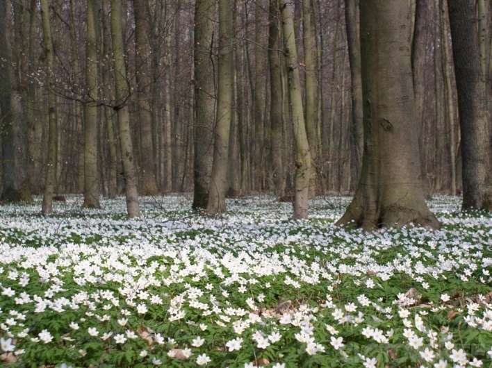 Zagłosuj na Zwierzyniec. Konkurs Lasów Państwowych i National Geographic Polska