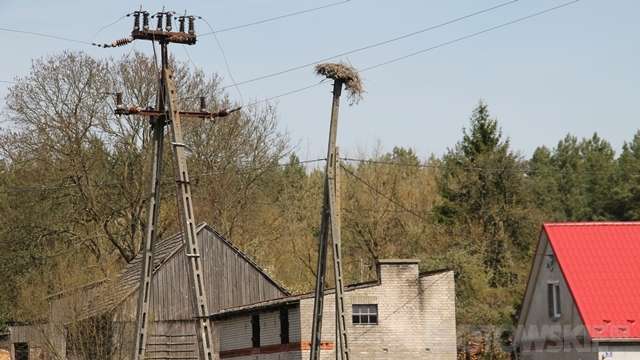 Bociany w potrzebie