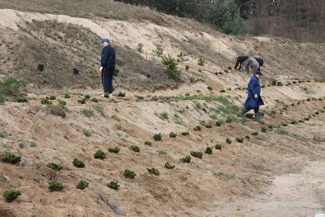 Zamiast strzelać, sadzą drzewka