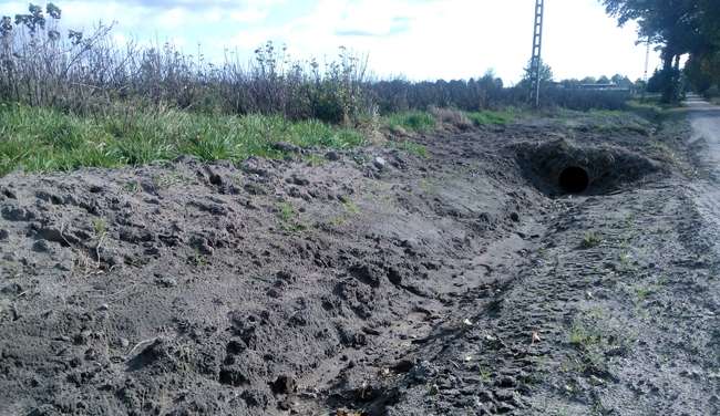 Droga, rów  i porzeczki
