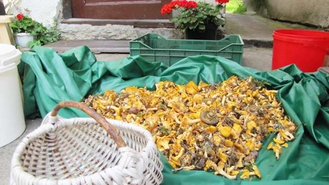 Ryby, grzyby i sołtysowa