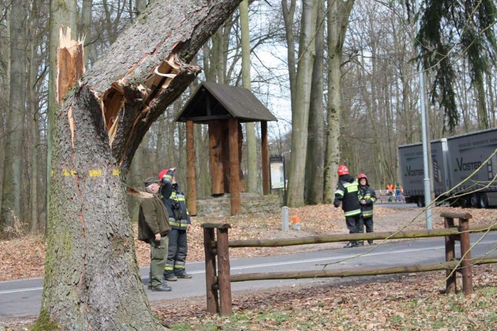 Drzewo na skrzyżowaniu. Strażacy wstrzymali ruch