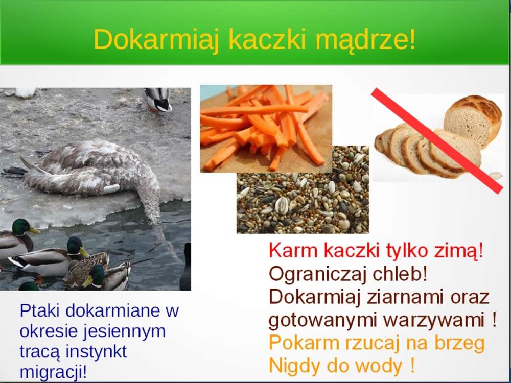 Dokarmiaj ptaki mądrze