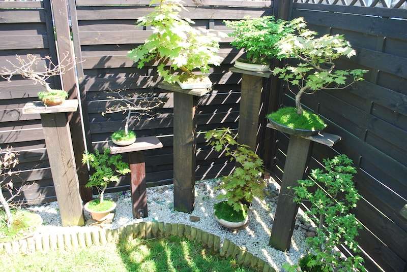 Drzewka bonsai