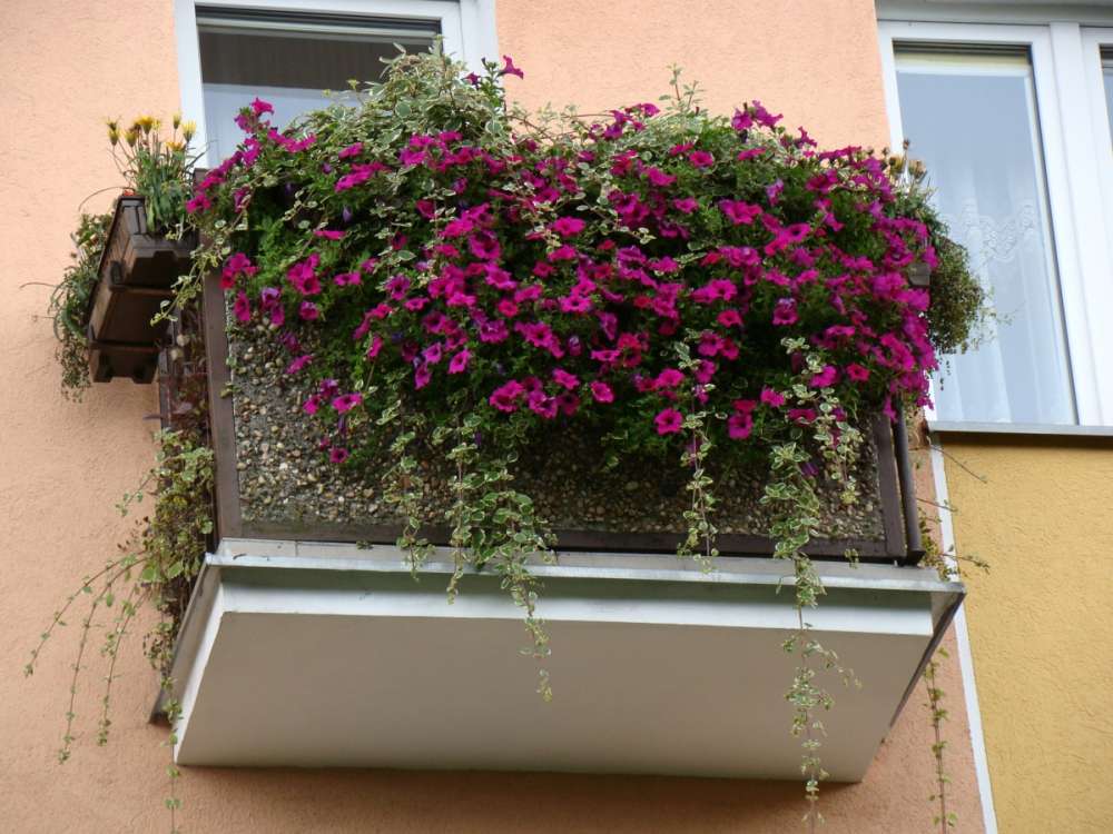 Konkurs SM Piast na najpiękniejsze balkony