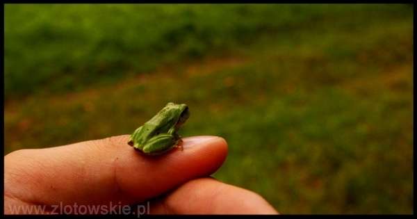 Makro...
