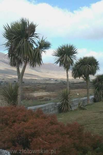 Irlandia