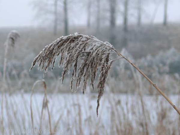 Frozen