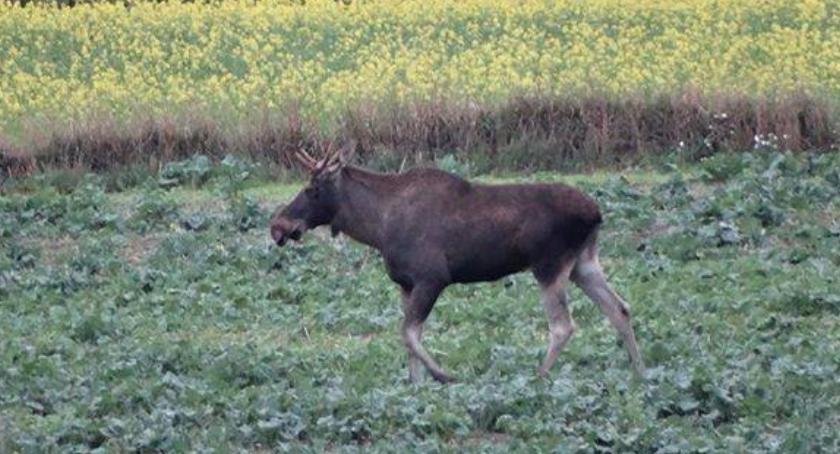 Łoś przechadzający się po Czernicach [foto + video]