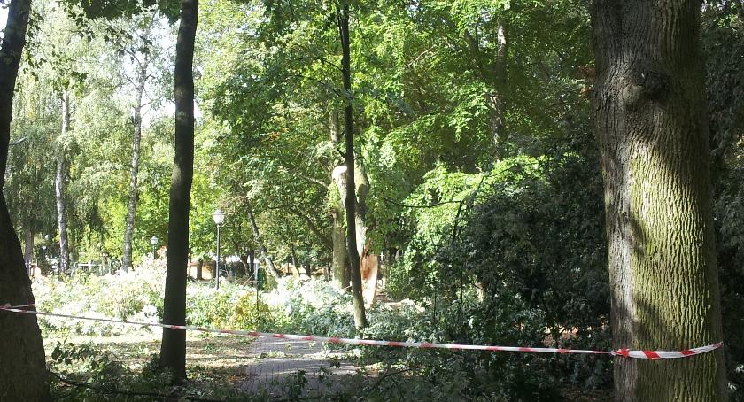 Ogromne drzewo powalone w Parku Miejskim w Złotowie