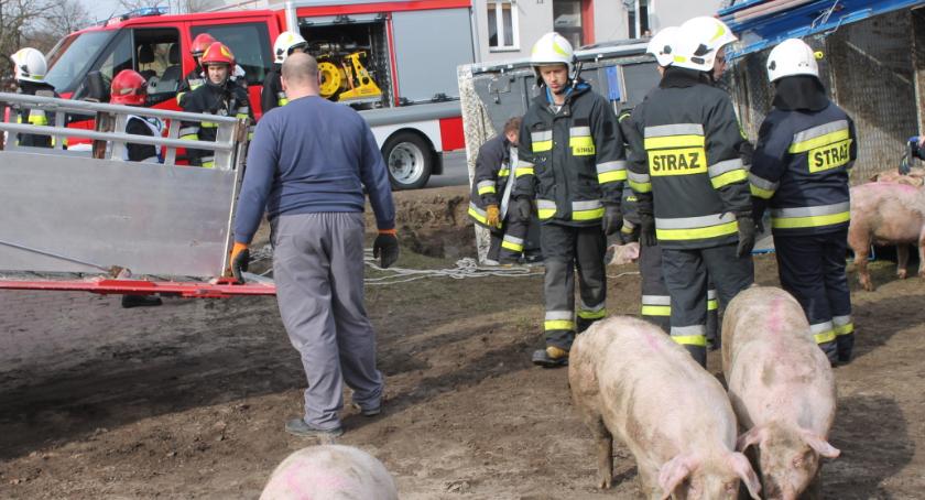 Kolizja ciężarówki przewożącej trzodę chlewną