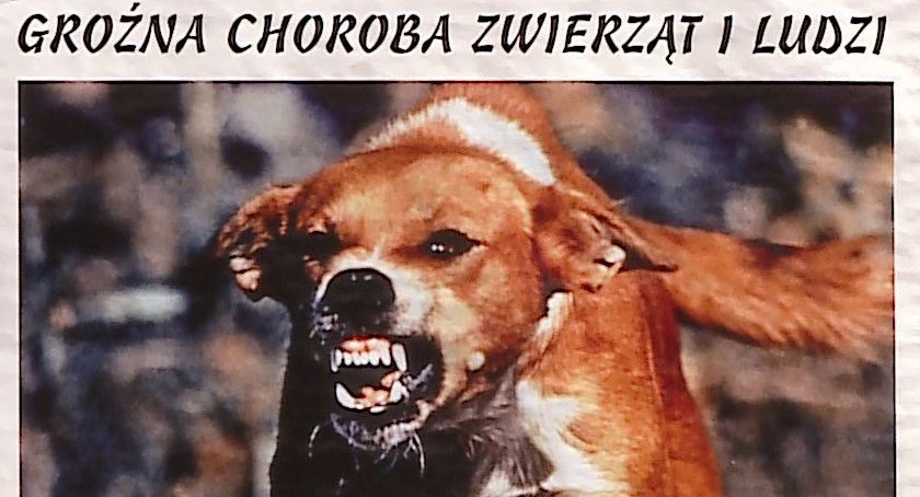 Szczepienie psów przeciw wściekliźnie w gminie Okonek