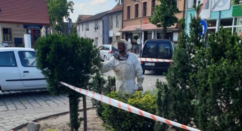 Rój pszczół spadł na klomb na Placu Paderewskiego w Złotowie